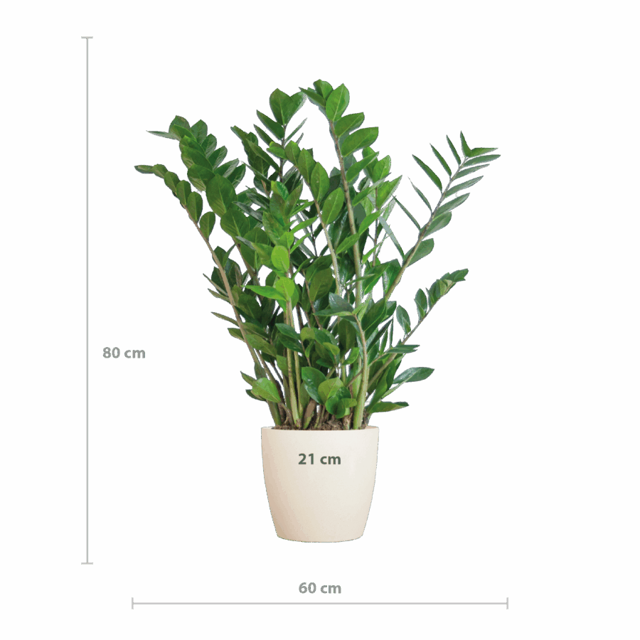 Glücksfeder Zamioculcas Zamiifolia mit Viber Weiß - 80cm - Ø21 – Bild 2