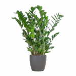 Glücksfeder Zamioculcas Zamiifolia mit Viber Grau - 80cm - Ø21