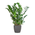 Glücksfeder Zamioculcas Zamiifolia mit Viber Grau - ↨80cm - Ø21