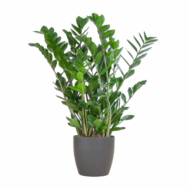 Glücksfeder Zamioculcas Zamiifolia mit Viber Grau - 80cm - Ø21