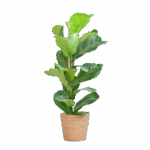 Feigenbaum Lyrata mit Korb Sofia natur - 80cm - Ø21
