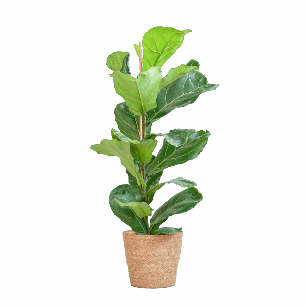 Feigenbaum Lyrata mit Korb Sofia natur - 80cm - Ø21