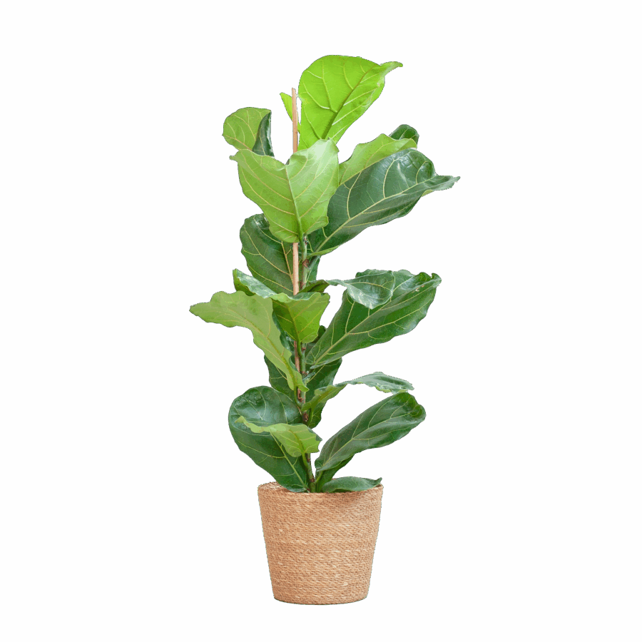 Feigenbaum Lyrata mit Korb Sofia natur - 80cm - Ø21