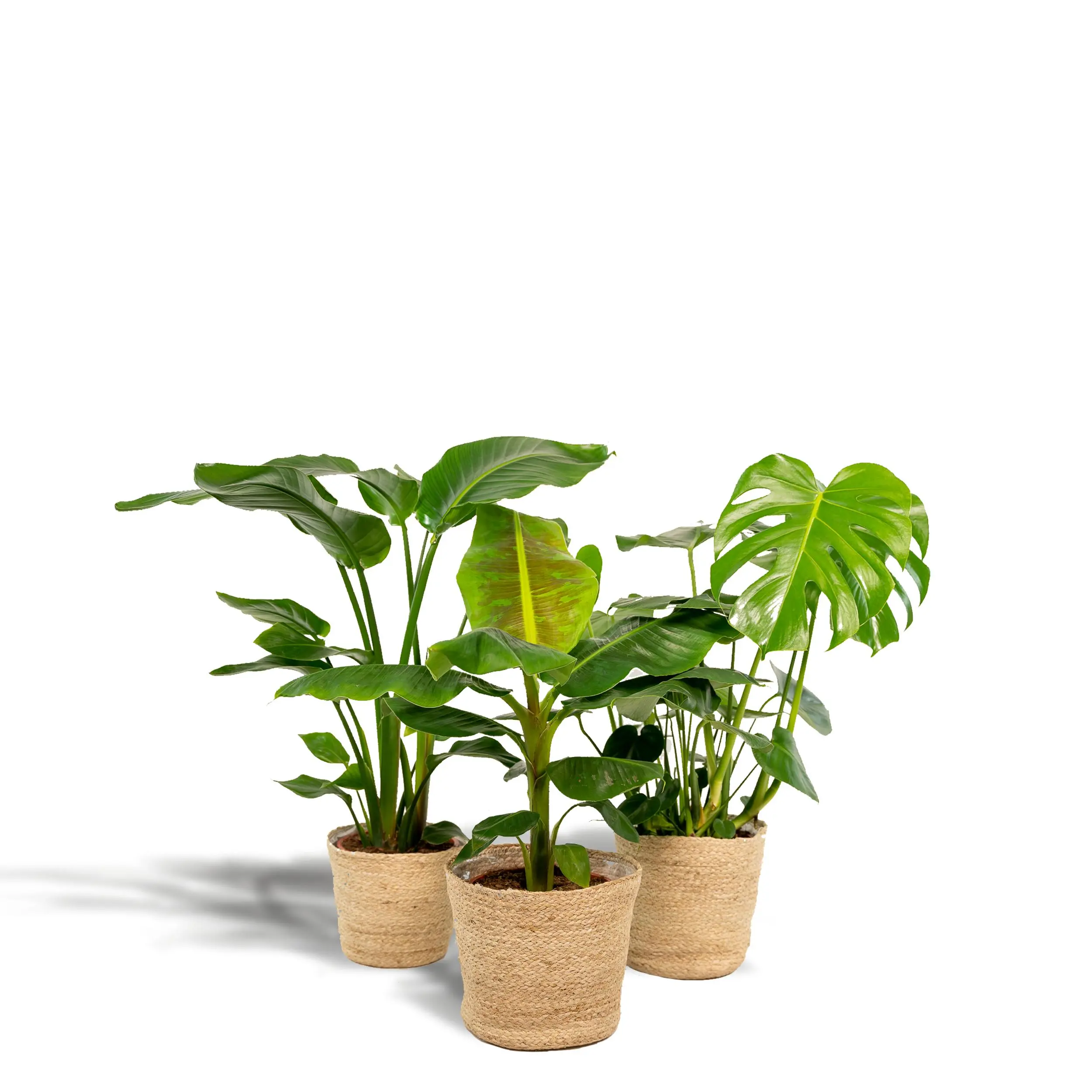 Monstera Deliciosa - Ø21cm - ↨75cm + Musa Dwarf Cavendish - Ø21cm - ↨85cm + Strelitzia Nicolai - Ø19cm - ↨90cm + Korb Igmar 2 Monstera Deliciosa - Ø21cm - ↨75cm + Musa Dwarf Cavendish - Ø21cm - ↨85cm + Strelitzia Nicolai - Ø19cm - ↨90cm + Korb Igmar