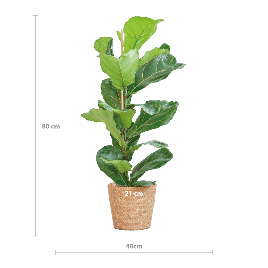 Feigenbaum Lyrata mit Korb Sofia natur - 80cm - Ø21 – Bild 2