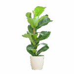 Feigenbaum Lyrata mit Viber-Topf weiß – 80 cm – Ø21