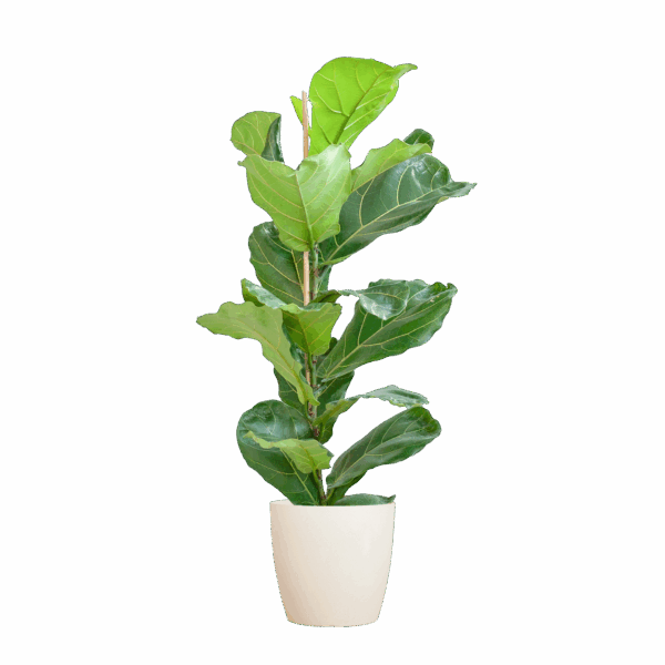 Feigenbaum Lyrata mit Viber-Topf weiß – 80 cm – Ø21