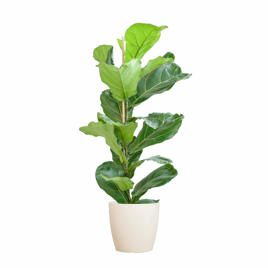 Feigenbaum Lyrata mit Viber-Topf weiß – 80 cm – Ø21