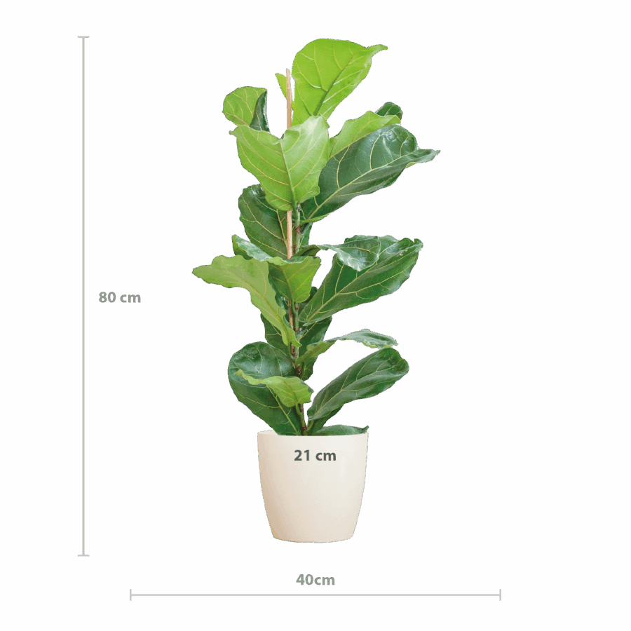 Feigenbaum Lyrata mit Viber-Topf weiß – 80 cm – Ø21 – Bild 2