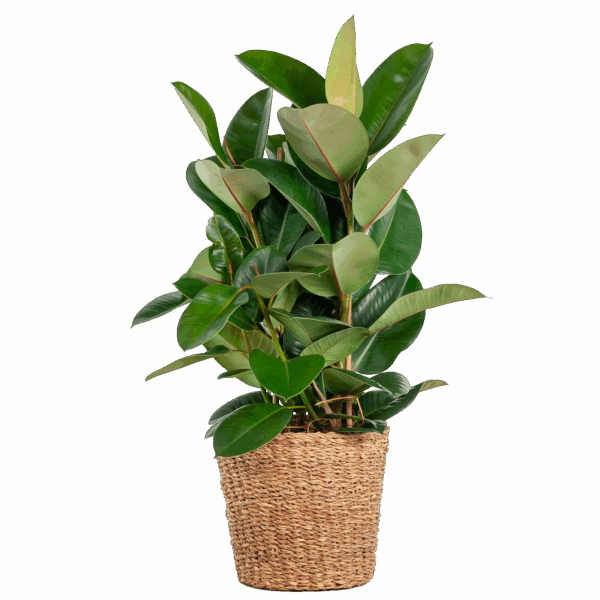Feigenbaum Elastica Robusta XL mit Korb Torun - 90cm - Ø27
