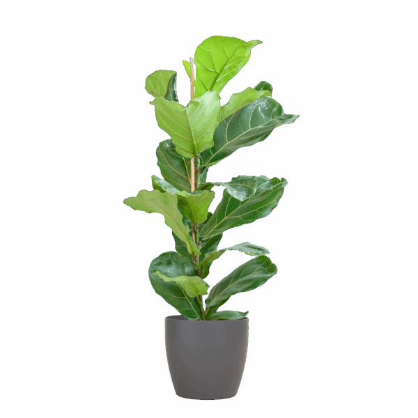Feigenbaum Lyrata mit Viber-Topf Grau – 80 cm – Ø21