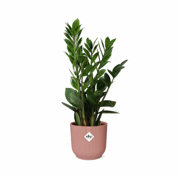Glücksfeder - Höhe 45-50 in ELHO Vibes Fold 14cm rosa