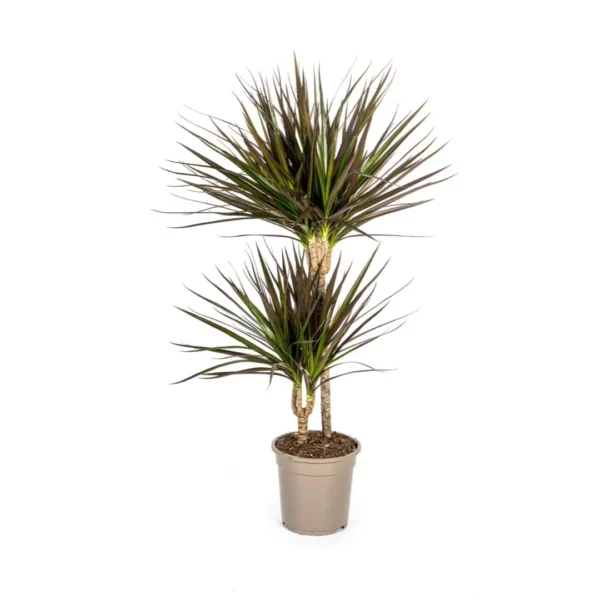 Drachenbaum Dracaena Marginata Magenta Ø19cm - ↨70-90cm