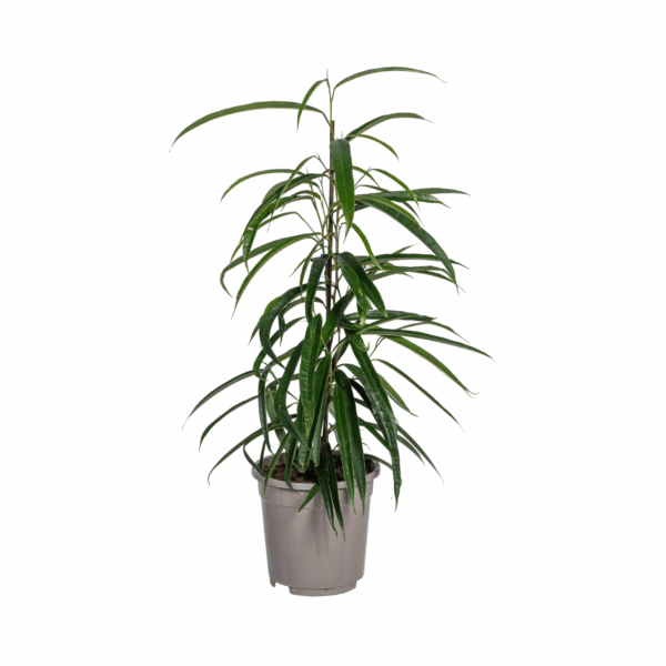 Feigenbaum Binnendijkii Alii Ø17cm - ↕60 - 80cm