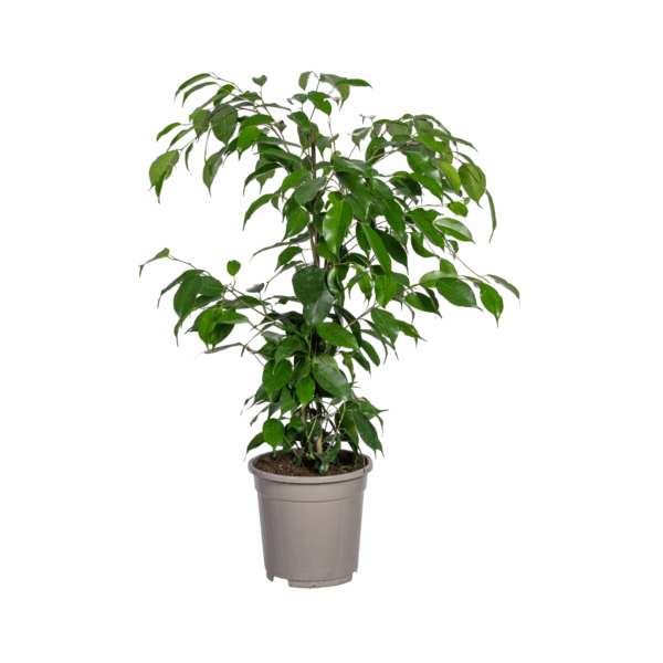 Feigenbaum Benjamina Exotica Ø17cm - ↕60 - 80cm