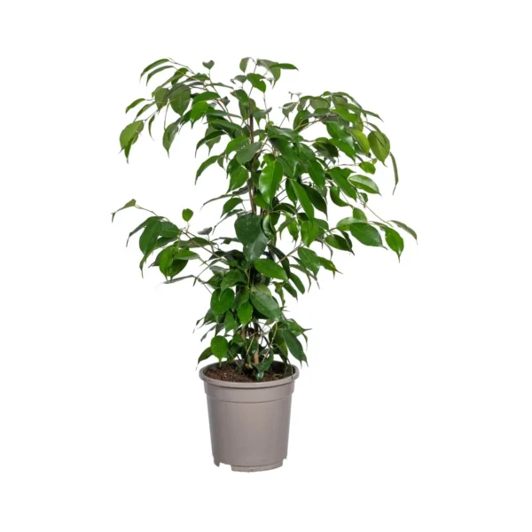 Feigenbaum Benjamina Exotica Ø17cm - ↨60 - 80cm