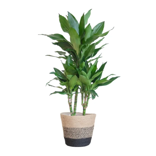 Drachenbaum Dracaena Janet Lindt mit Pflanzkorb Lissabon Schwarz - ↨95cm - Ø21