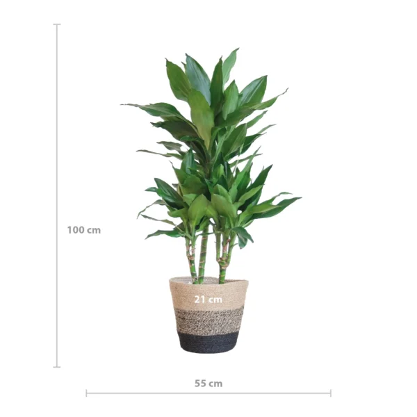 Drachenbaum Dracaena Janet Lindt mit Pflanzkorb Lissabon Schwarz - ↨95cm - Ø21
