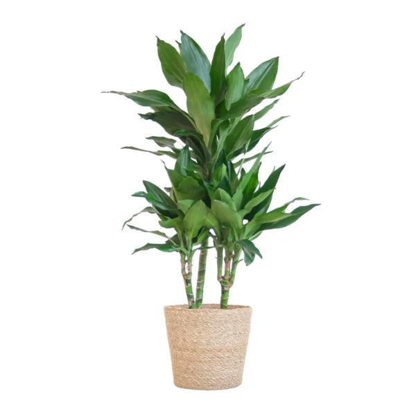 Drachenbaum Dracaena Janet Lindt mit Sofia-Korb natur - ↨95cm - Ø21
