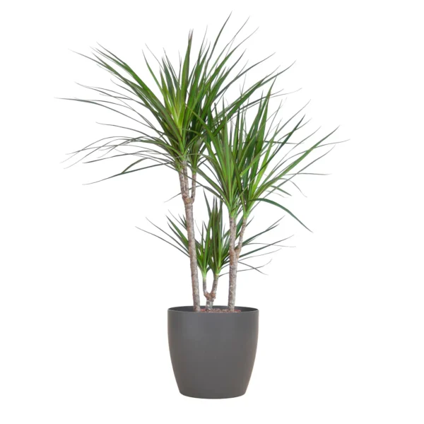 Drachenbaum Dracaena Marginata mit Viber-Topf grau – ↨95 cm – Ø21