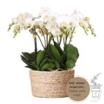Kolibri Orchideen | weißes Orchideen-Set im Schilfkorb inkl. Wassertank | drei weiße Orchideen Gent 12cm | Mono Bouquet weiß mit autarkem Wassertank.