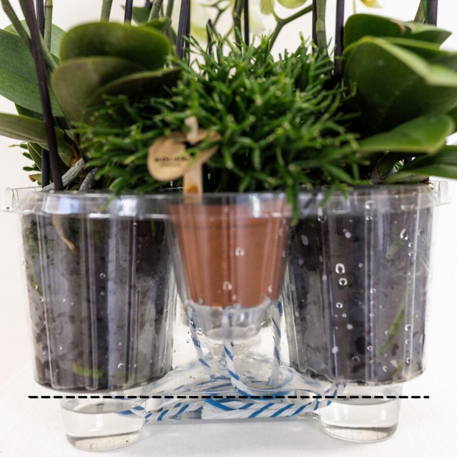 Kolibri Orchideen | weißes Orchideen-Set im Schilfkorb inkl. Wassertank | drei weiße Orchideen Gent 12cm | Mono Bouquet weiß mit autarkem Wassertank. – Bild 4