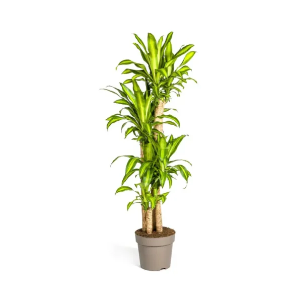 Drachenbaum Dracaena Fragrans Massangeana Ø30cm - ↨170 - 190cm
