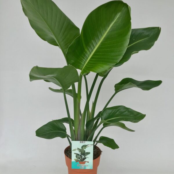 Strelitzia Nicolai - Ø19cm - ↕95cm