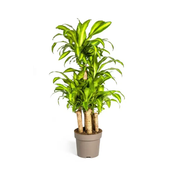 Drachenbaum Dracaena Fragrans Massangeana Karussell Ø30cm - ↨130 - 150cm