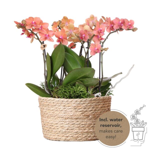 Pflanzenset orange im Schilfkorb + 3x Orchideen & 3x Rhipsalis