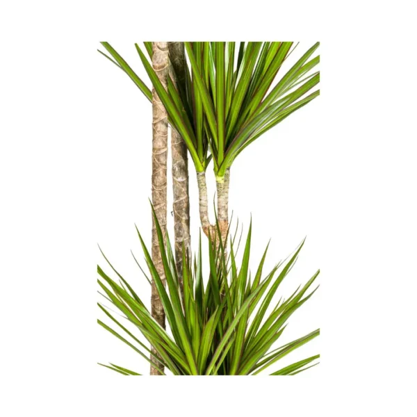 Drachenbaum Dracaena Marginata Green Ø27cm - ↨170 - 190cm