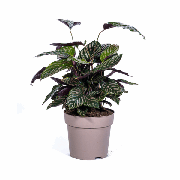 Calathea Ornata Sanderiana Ø27cm - ↕60 - 80cm