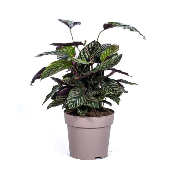 Calathea Ornata Sanderiana Ø27cm - ↨60 - 80cm