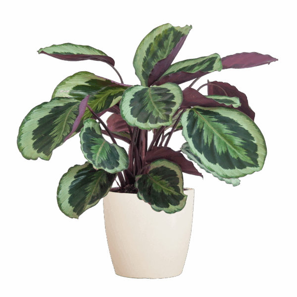 Calathea Medaillon mit Viber Weiß - 65cm - Ø21