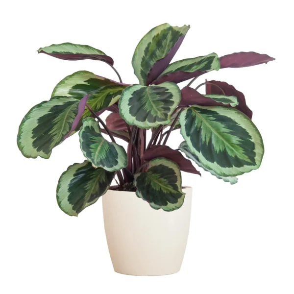 Calathea Medaillon mit Viber Weiß - ↨65cm - Ø21