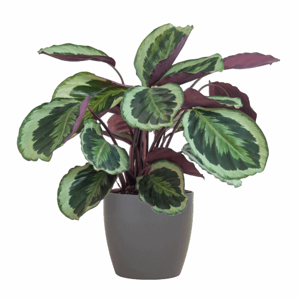 Calathea Medaillon mit Viber Grau- 65cm - Ø21