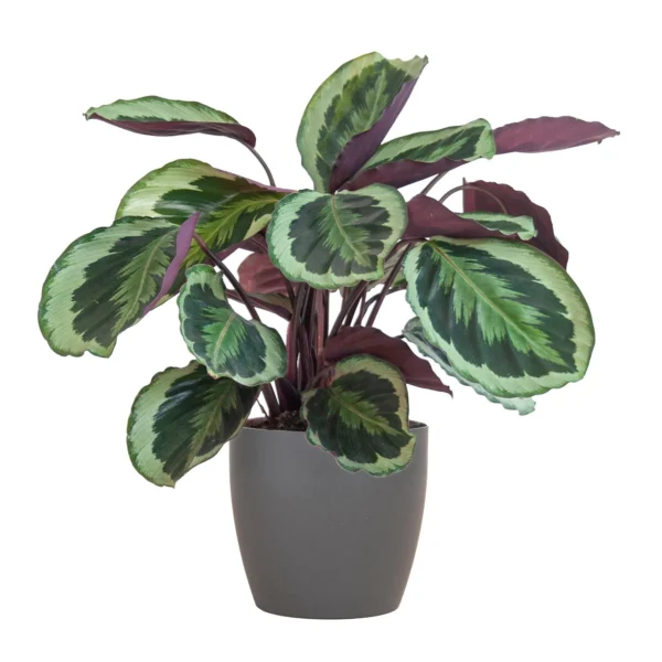 Calathea Medaillon mit Viber Grau- ↨65cm - Ø21