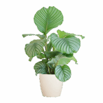 Calathea Orbifolia mit Viber Weiß - 65cm - Ø21