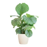 Calathea Orbifolia mit Viber Weiß - ↨65cm - Ø21