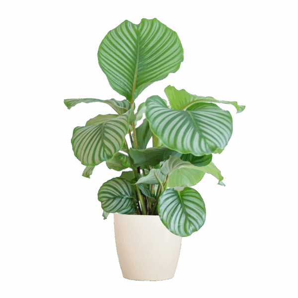 Calathea Orbifolia mit Viber Weiß - 65cm - Ø21