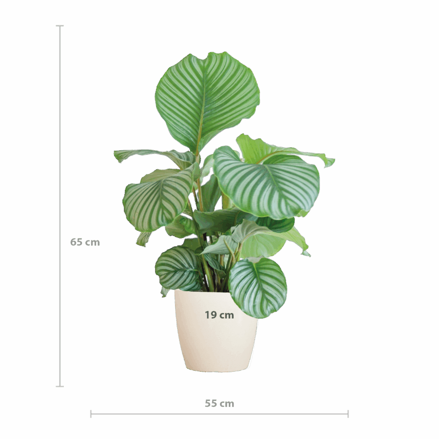 Calathea Orbifolia mit Viber Weiß - 65cm - Ø21 – Bild 2