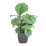 Calathea Orbifolia mit Viber grau - 65cm - Ø21