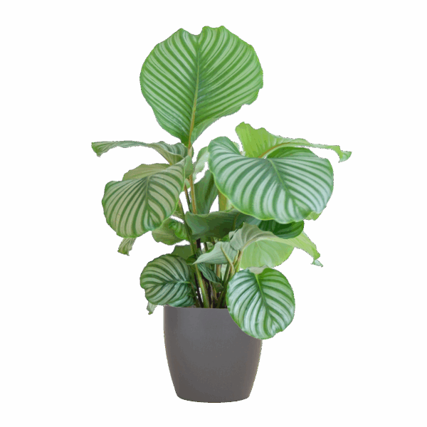 Calathea Orbifolia mit Viber grau - 65cm - Ø21
