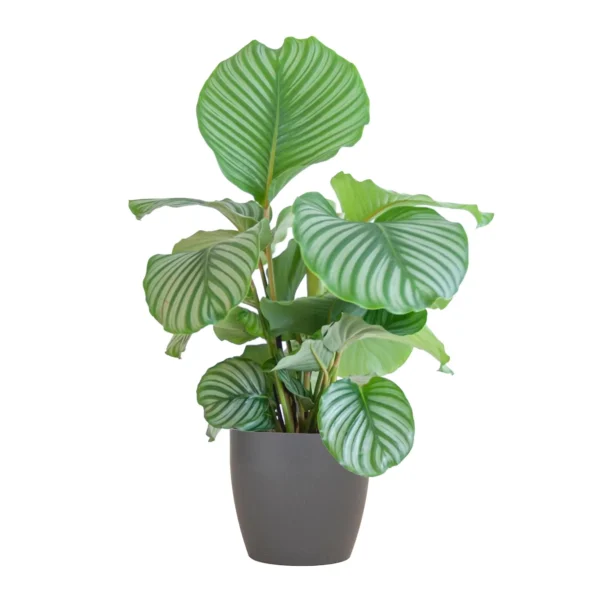 Calathea Orbifolia mit Viber grau - ↨65cm - Ø21