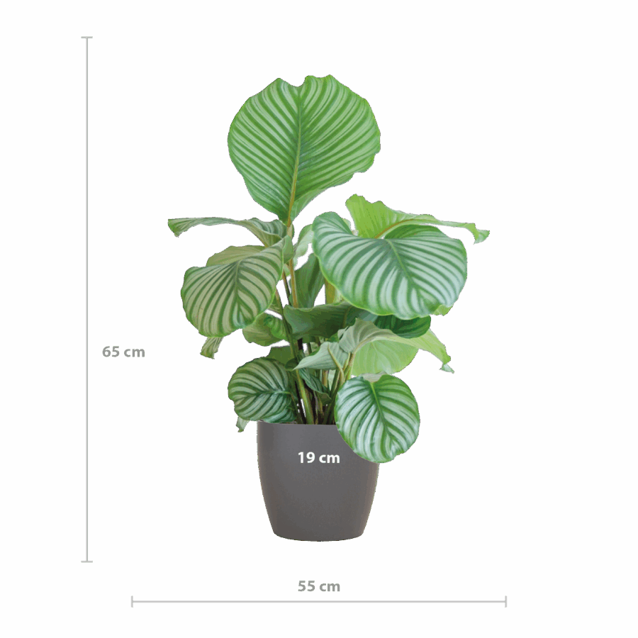 Calathea Orbifolia mit Viber grau - 65cm - Ø21 – Bild 2