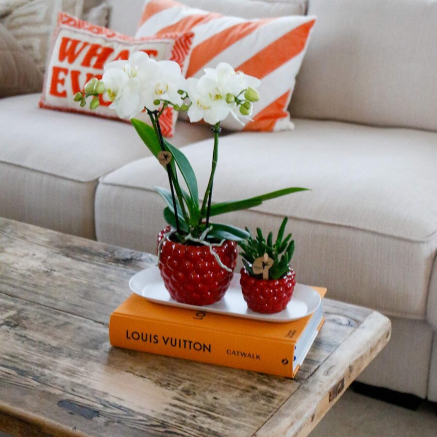 Kolibri Company - Set aus weißer Orchidee und Rhipsalis auf Bambustablett – Bild 4