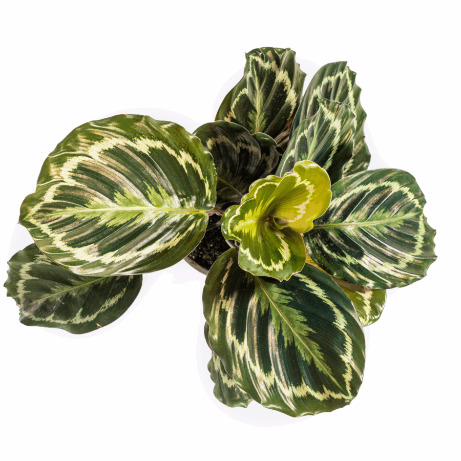 Calathea Medallion Ø17cm - ↕40 - 50cm – Bild 2