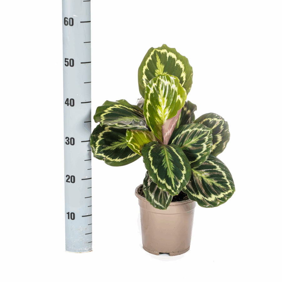 Calathea Medallion Ø17cm - ↕40 - 50cm – Bild 3