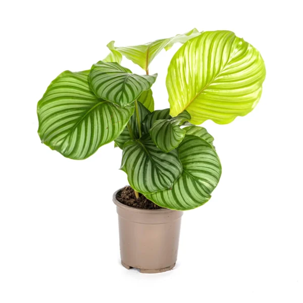 Calathea Orbifolia Ø17cm - ↨40 - 50cm