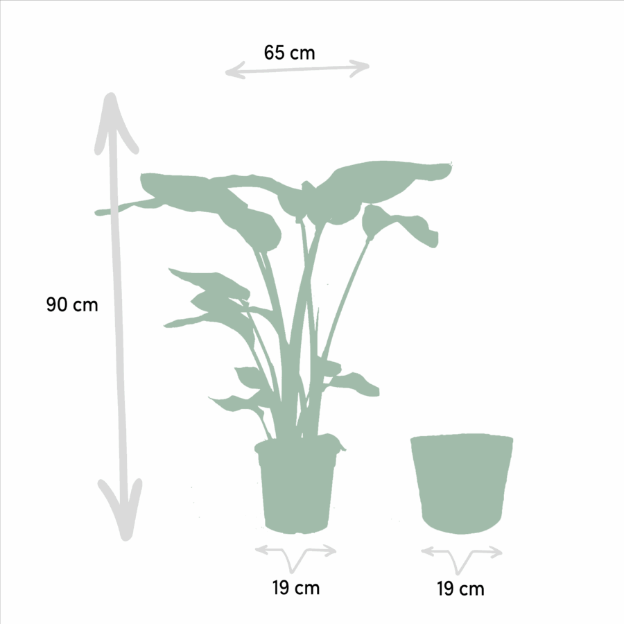 Strelitzia Nicolai - Ø19cm - ↕85cm + Alocasia Macrorrhiza - Ø19cm - ↕70cm + Korb Selin – Bild 5